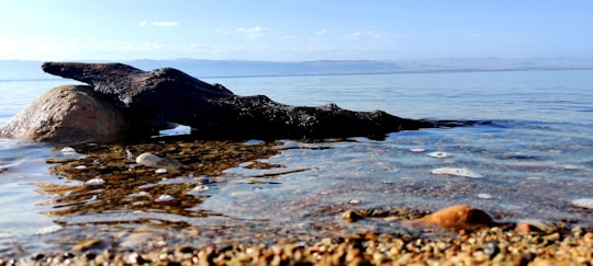 black rock formation on body of water during daytime in Dead Sea Jordan