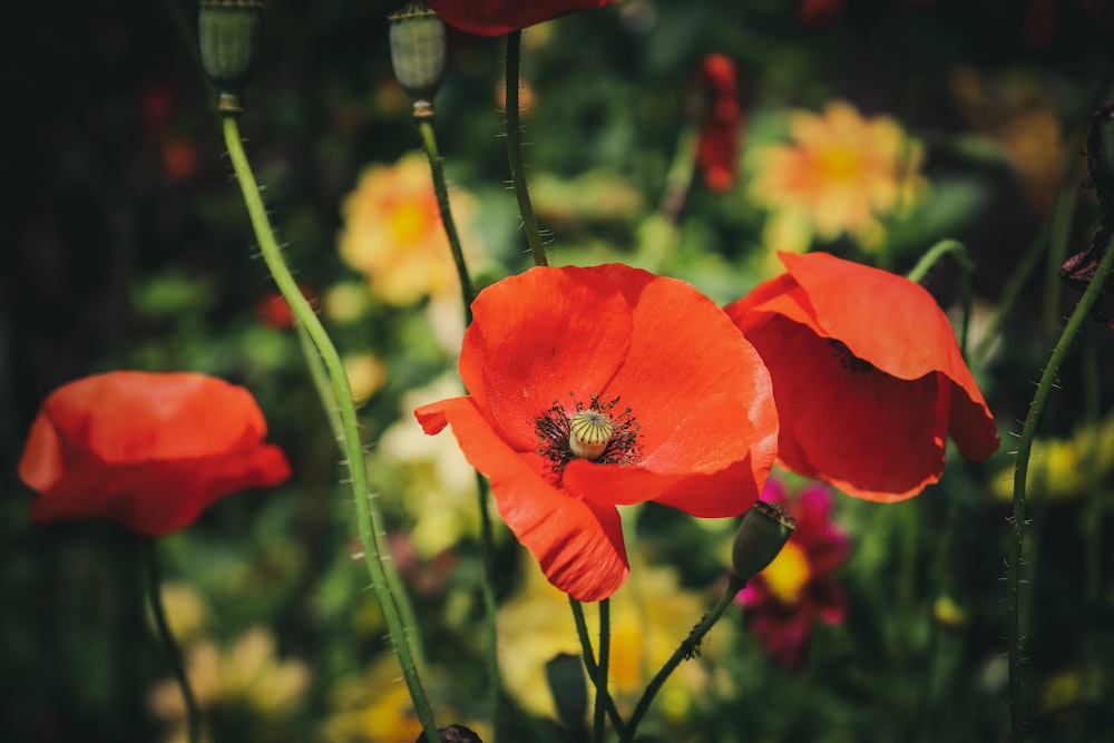 red poppy in bloom during daytime