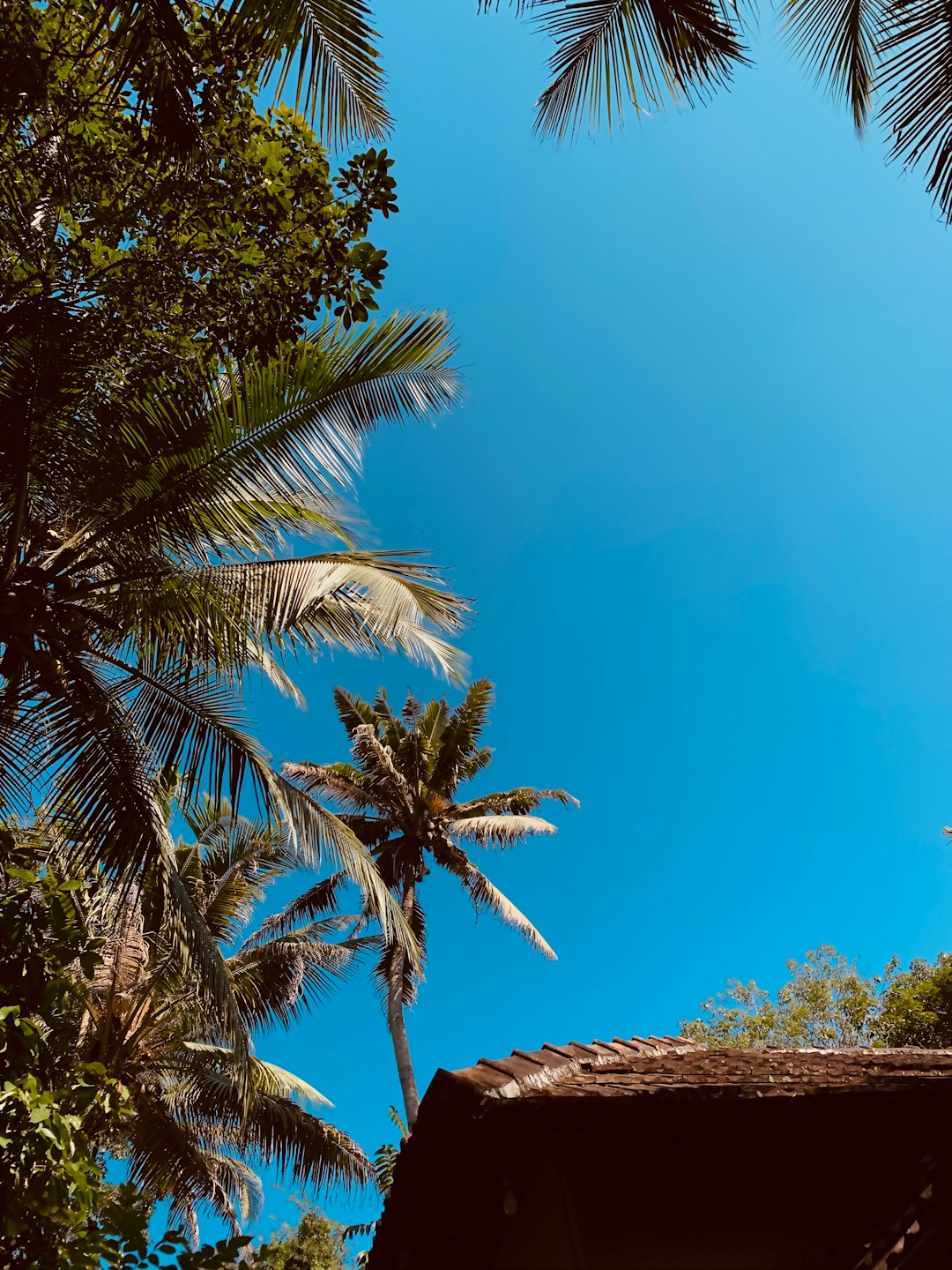 Tropics photo spot Kottamala Munroe Island