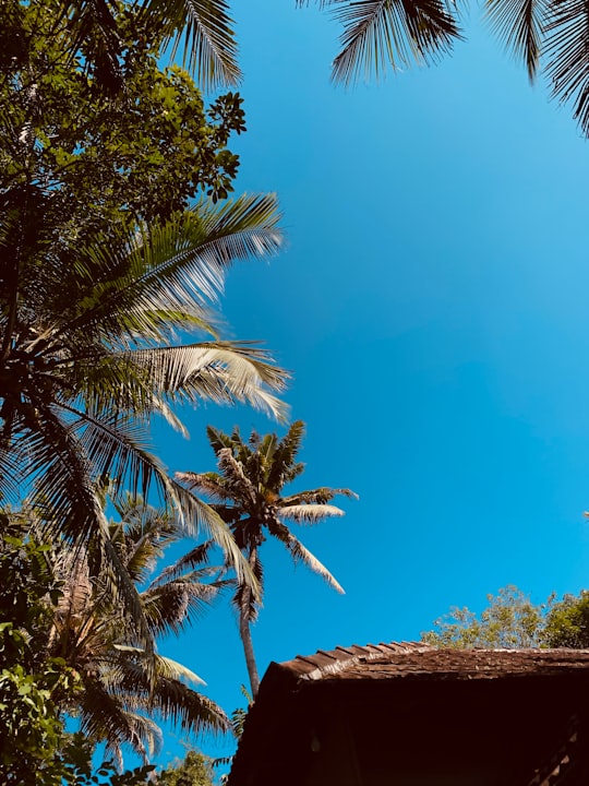 green palm tree under blue sky during daytime in Kottamala India