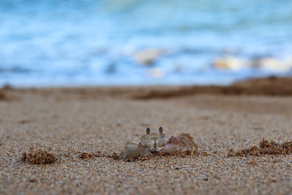 white crab on brown sand during daytime