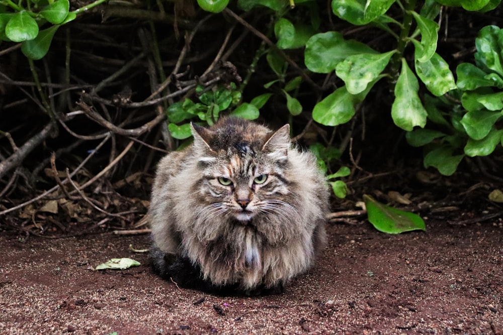 brown and white long fur cat on brown soil