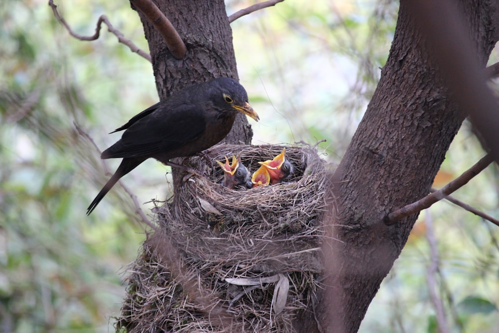 pájaro negro en nido marrón