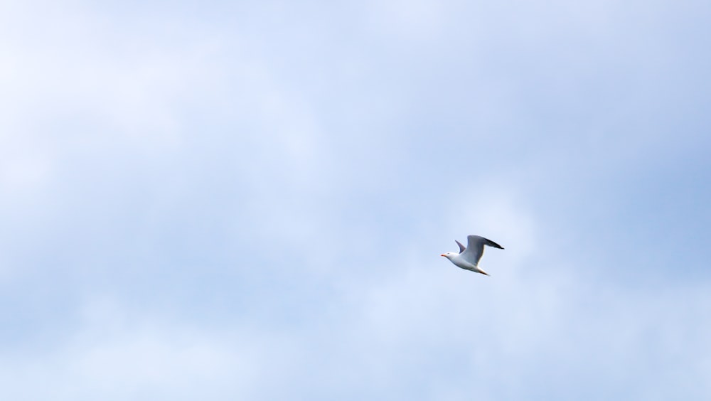 white bird flying during daytime