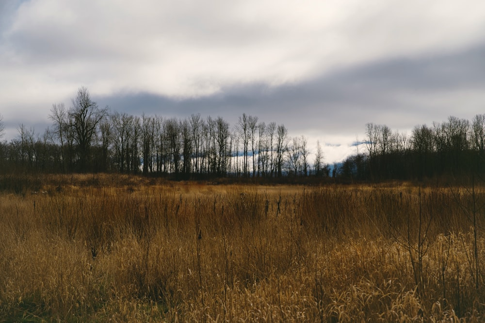 brown grass field under cloudy sky during daytime