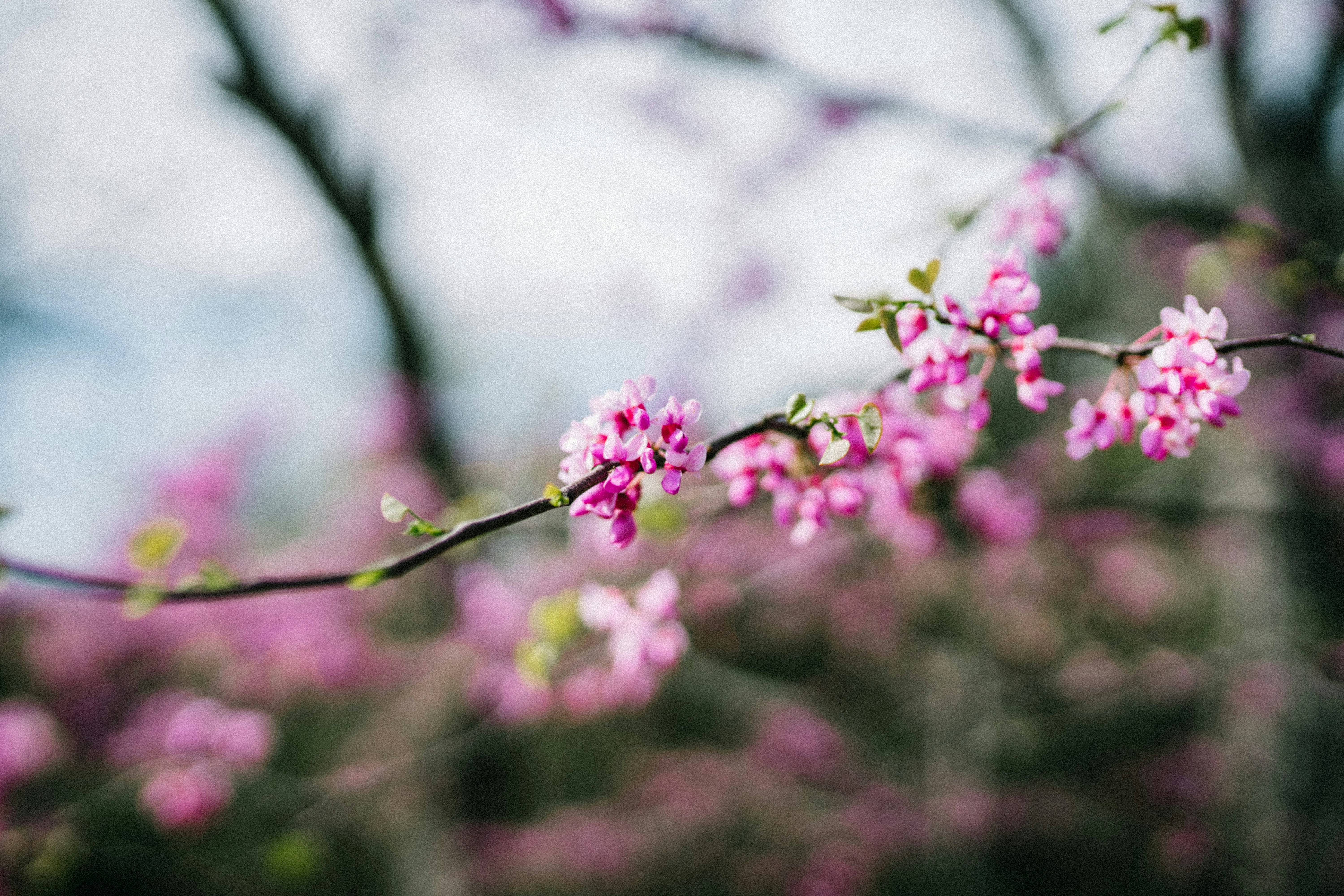 Photo by coreymoconnell1