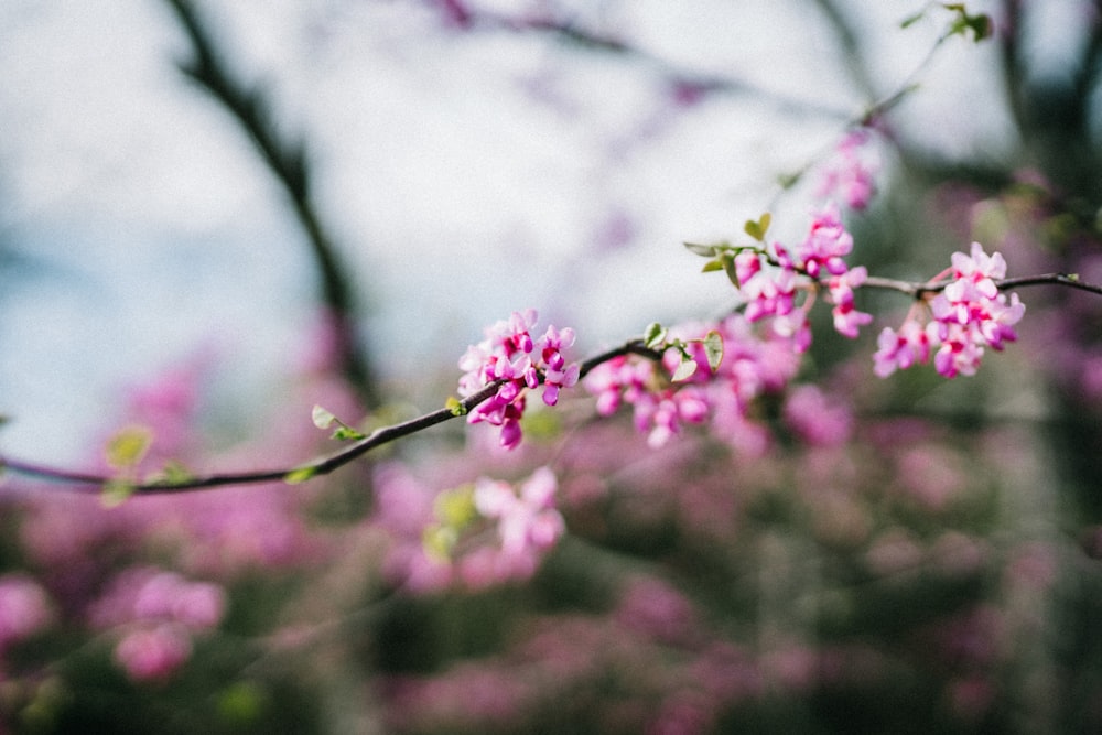 pink flower in tilt shift lens