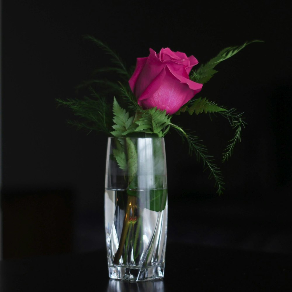 pink rose in clear glass vase