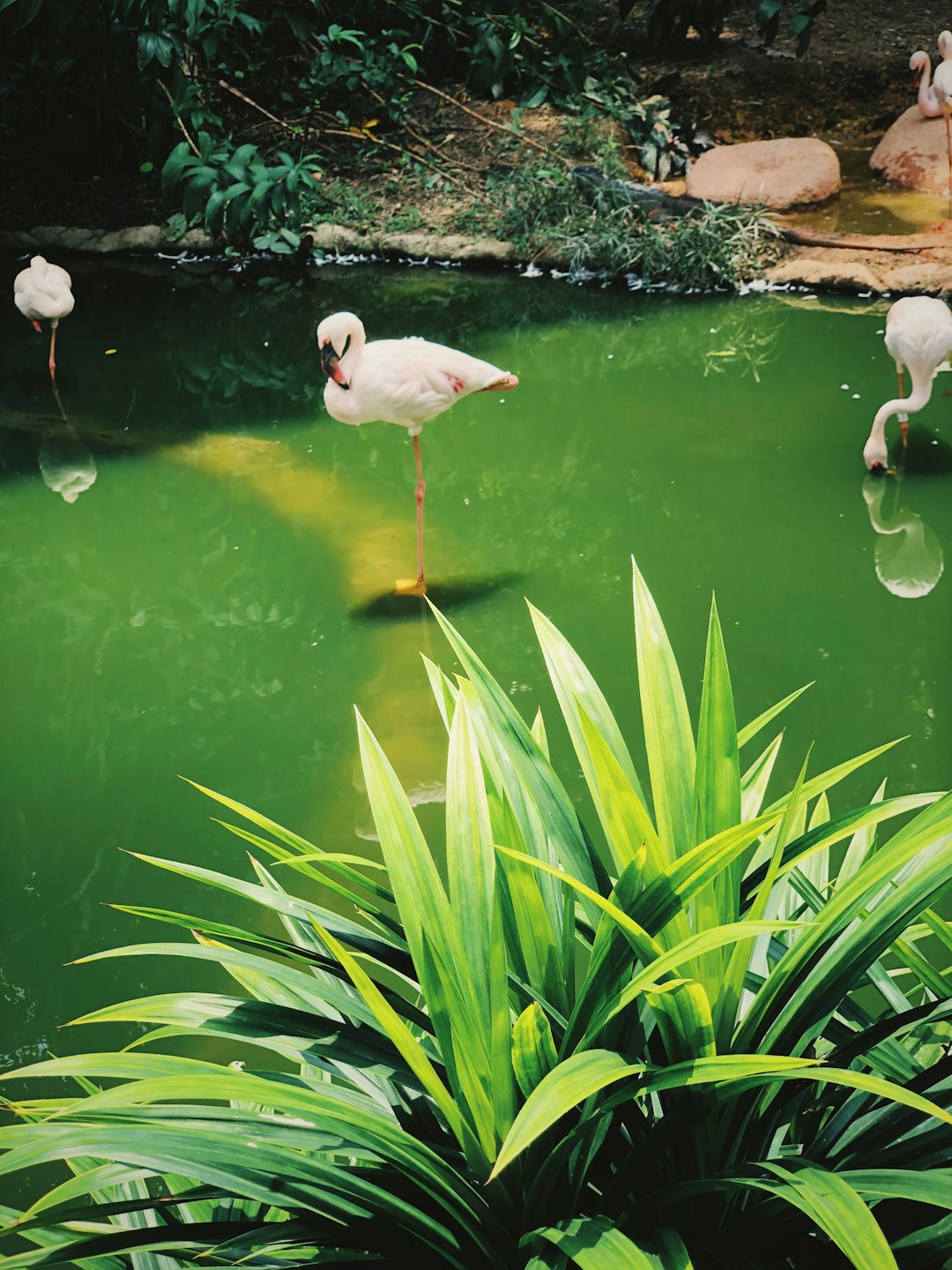 pink flamingo on green water