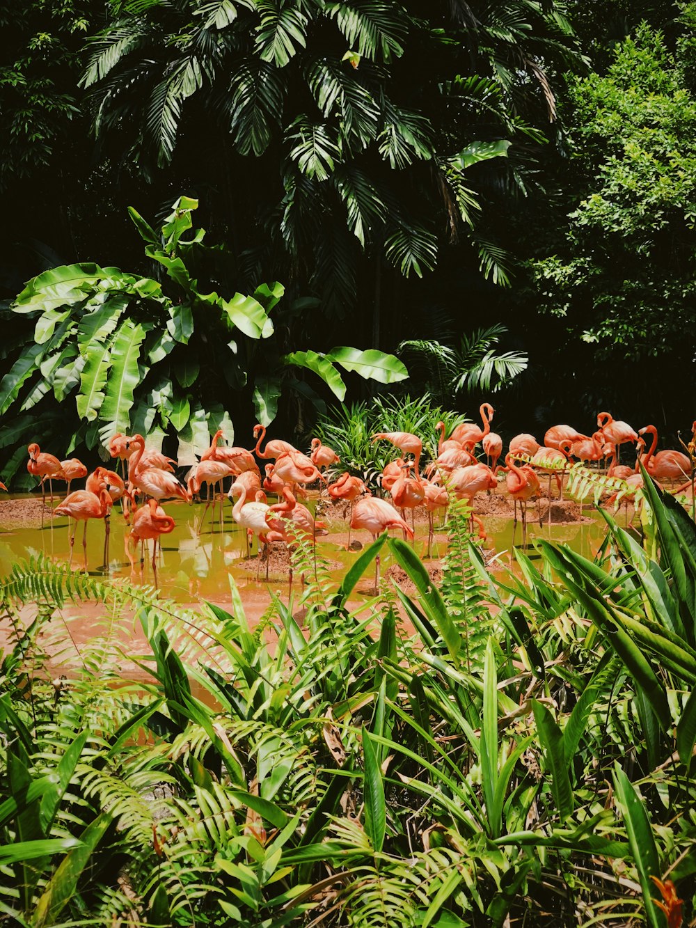 pink flamingos on water during daytime