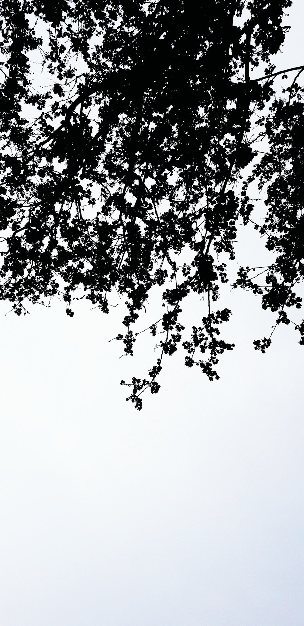 black tree under white sky