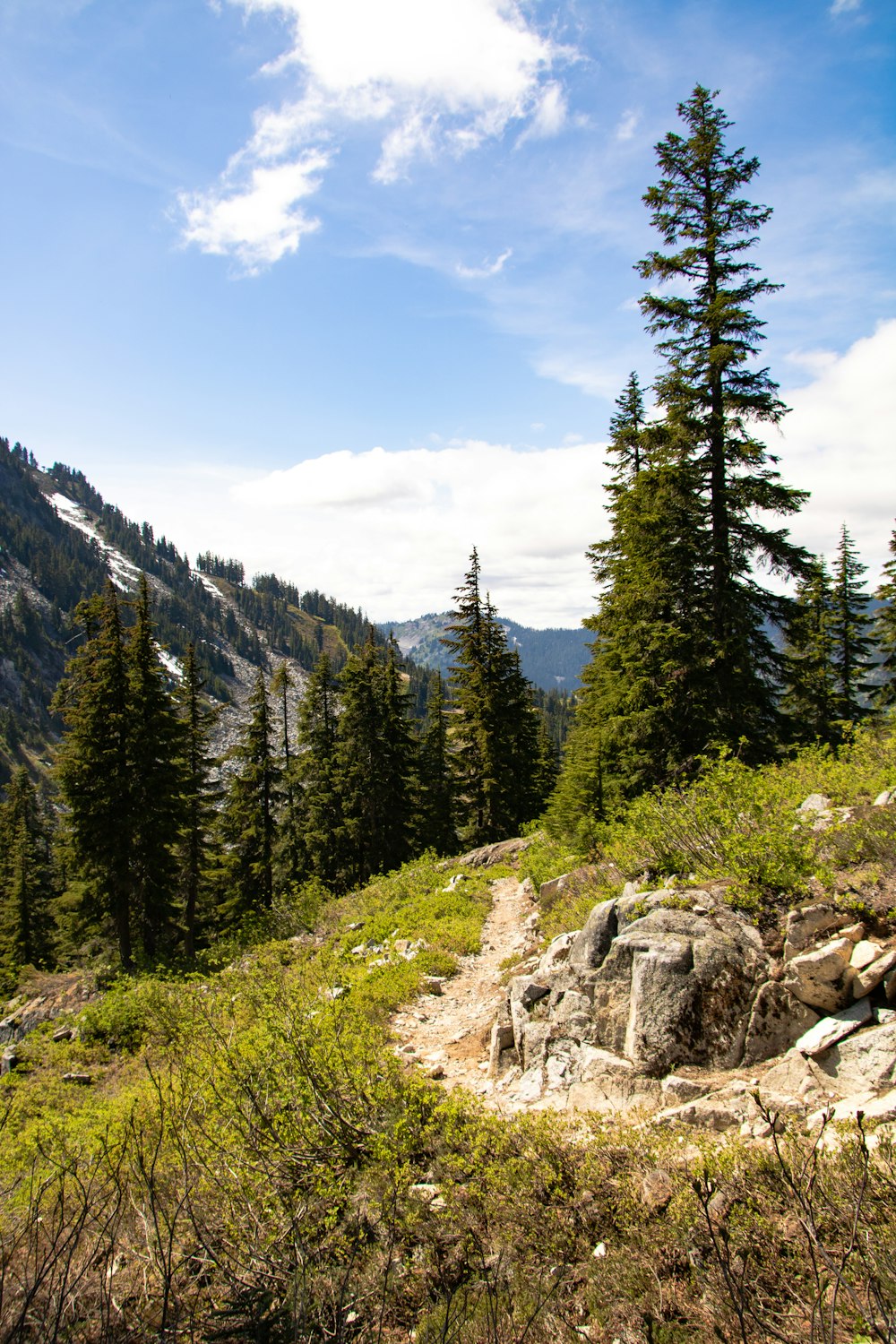 green pine trees on mountain under blue sky during daytime