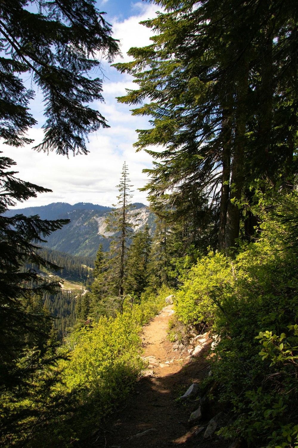 green pine trees on brown dirt road during daytime