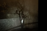 A dimly lit scene with a shadow of a bare tree projected onto a foggy window, creating an abstract and mysterious atmosphere.