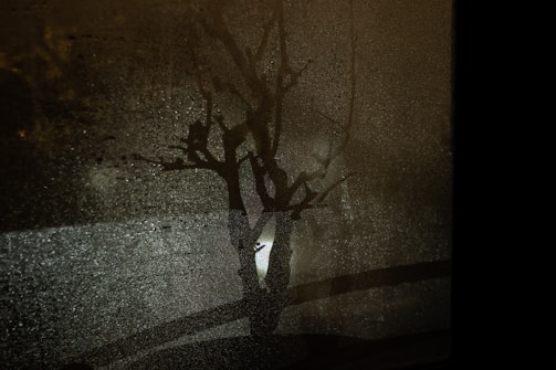 A dimly lit scene with a shadow of a bare tree projected onto a foggy window, creating an abstract and mysterious atmosphere.