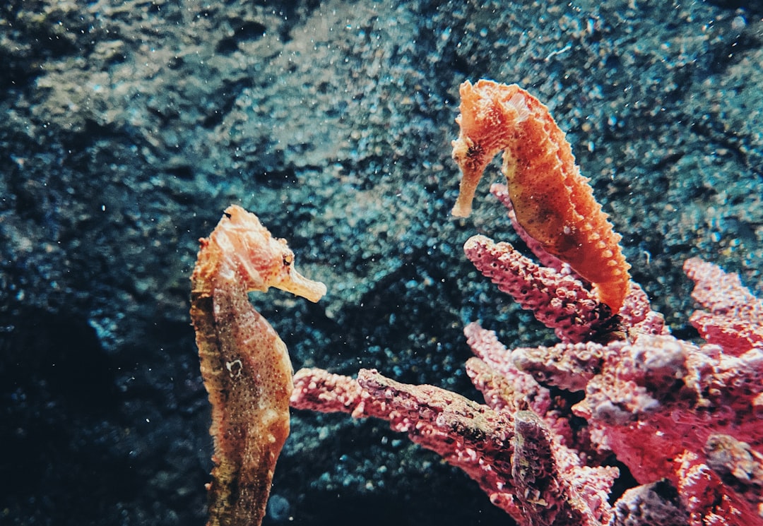 brown and white coral reef