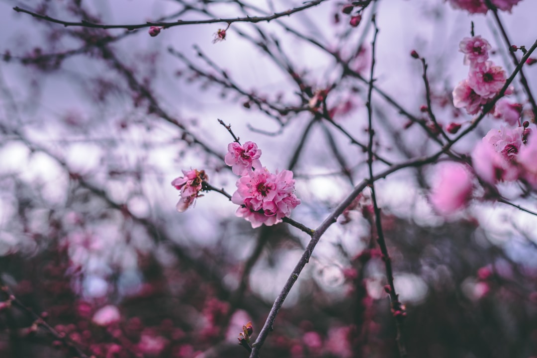 pink flower on brown tree branch