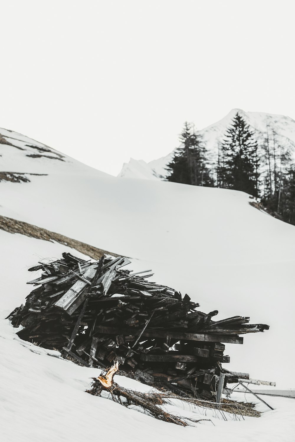 black tree branch on snow covered ground