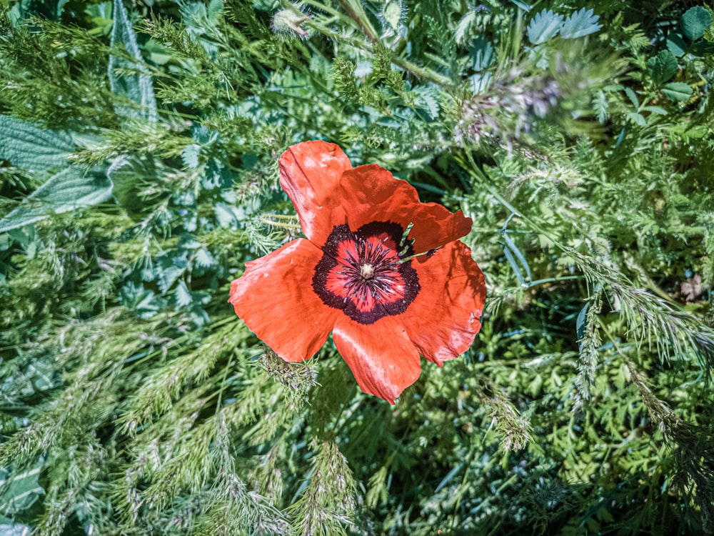 red flower on green leaves