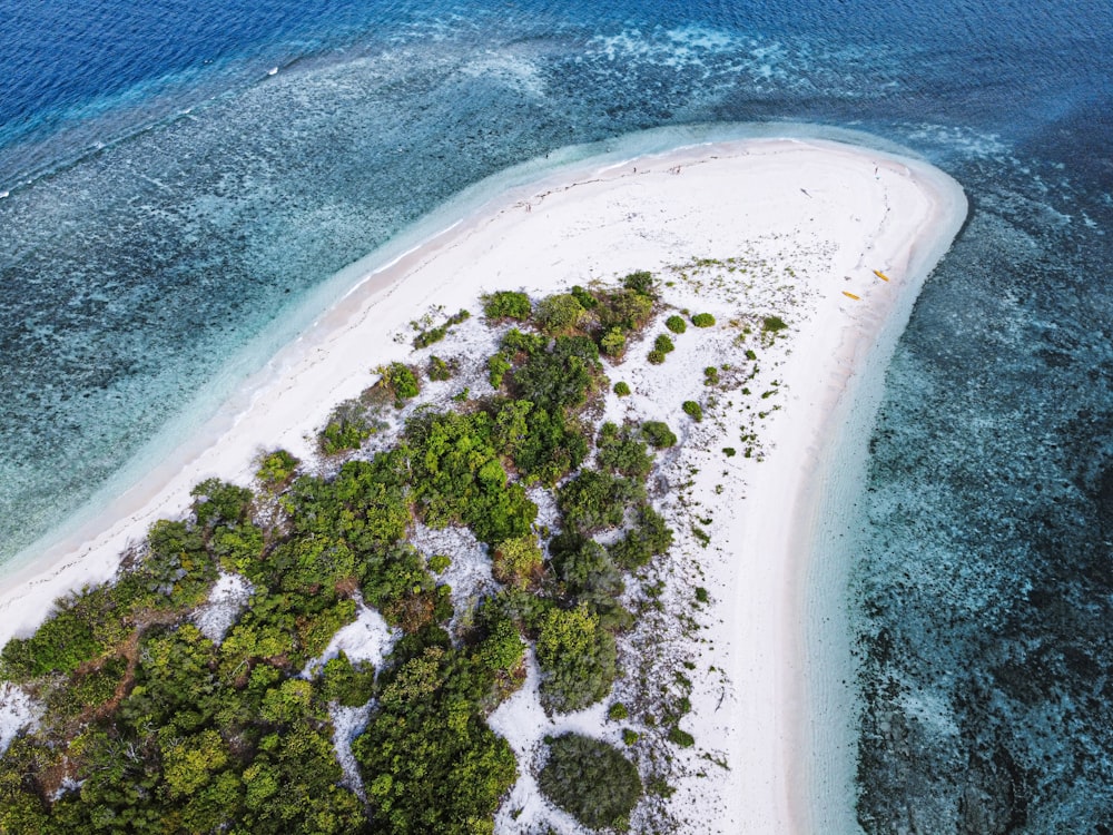 aerial view of green trees on white sand beach during daytime