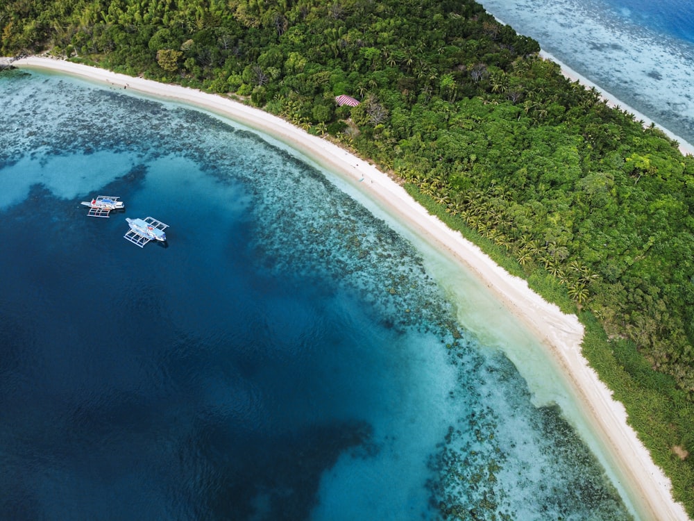 aerial view of green trees beside blue sea during daytime