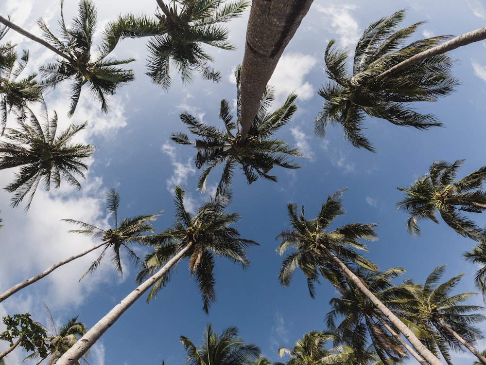 Fotografía de ángulo bajo de palmeras bajo el cielo azul durante el día