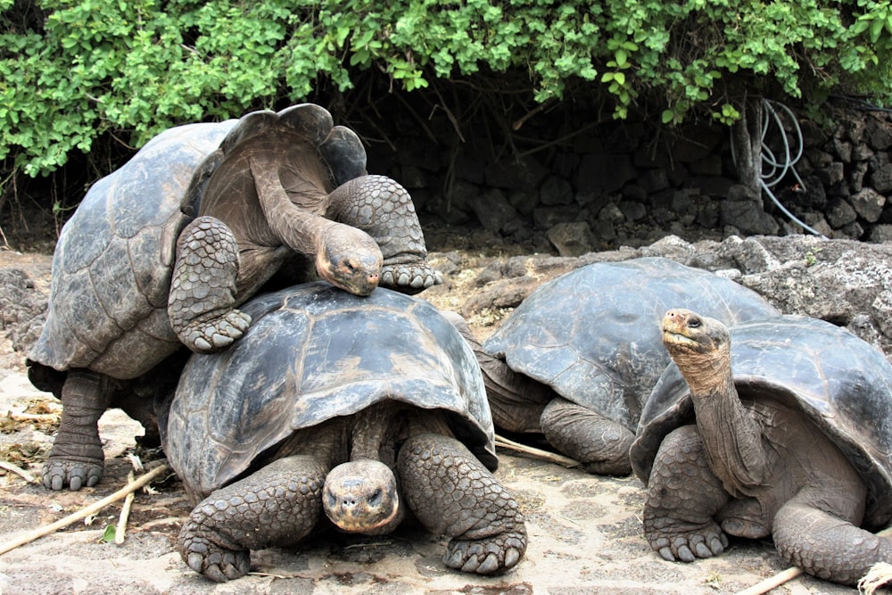 Braune Schildkröte auf braunem Sand