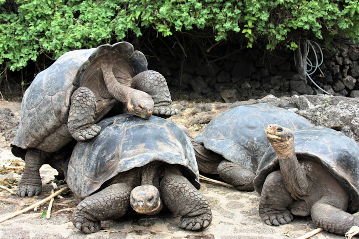 Galápagos giant tortoises