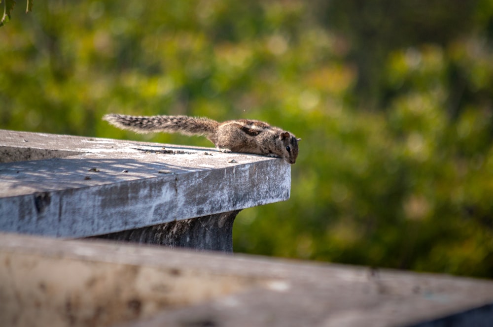 esquilo marrom na cerca de madeira cinzenta durante o dia