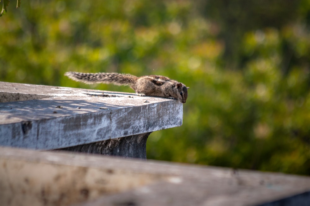 brown squirrel on gray wooden fence during daytime