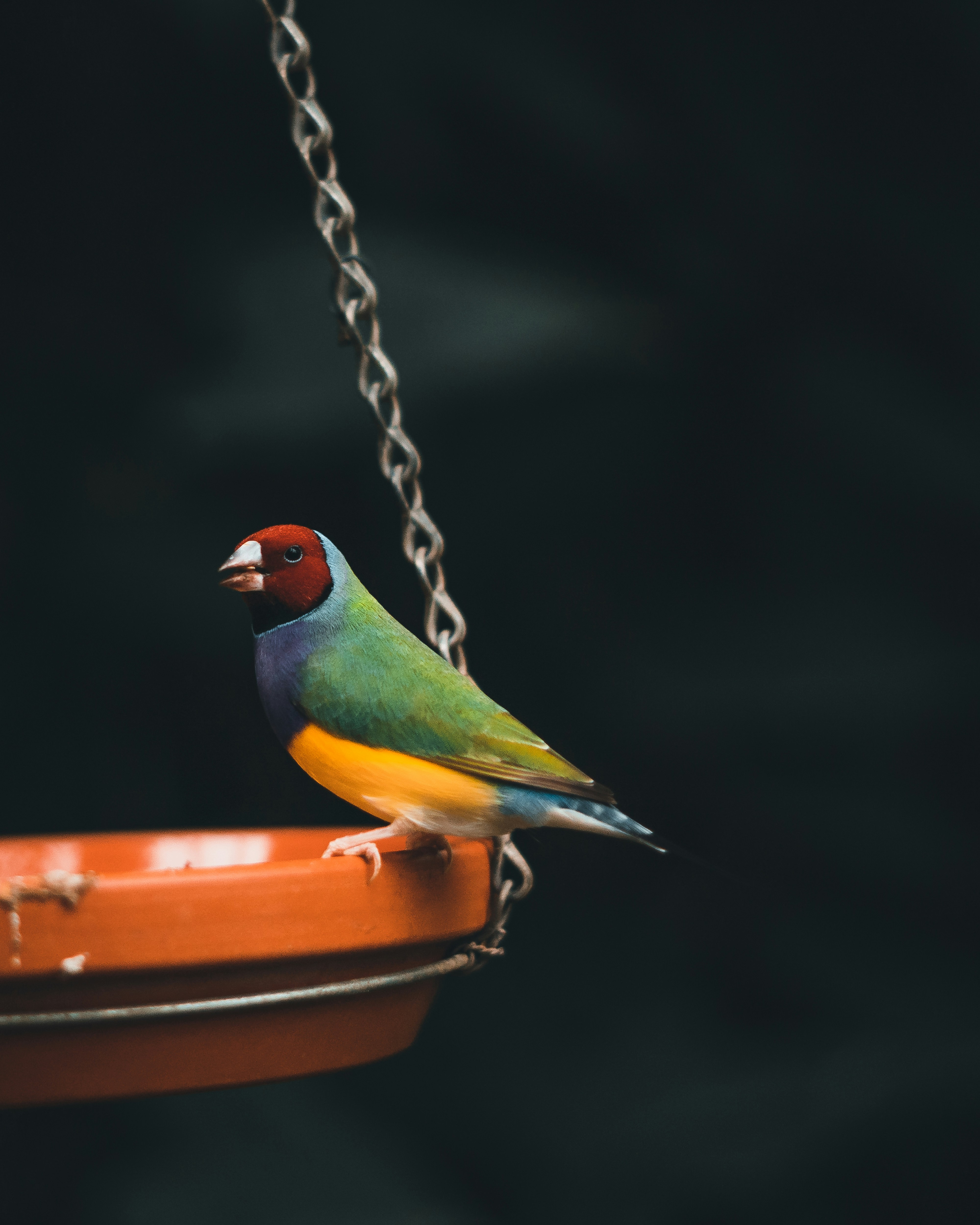 oiseau vert, jaune et orange sur chaîne en métal marron