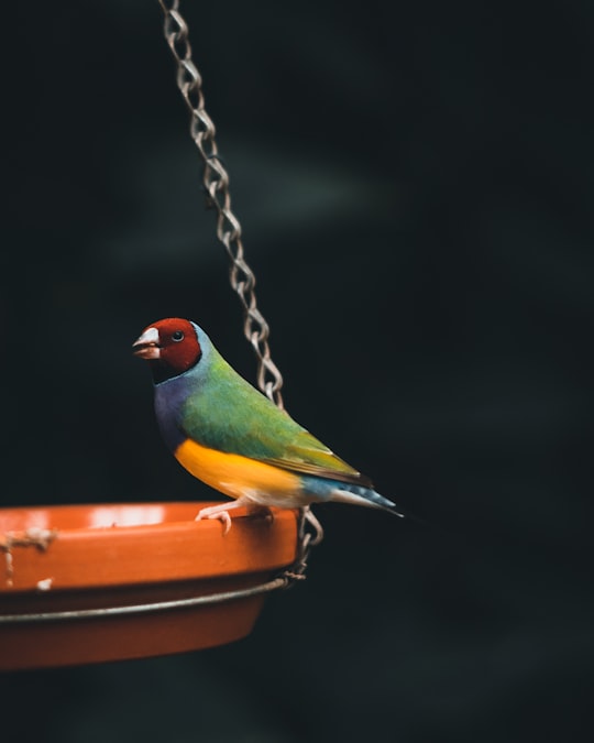 green yellow and orange bird on brown metal chain in Honfleur France