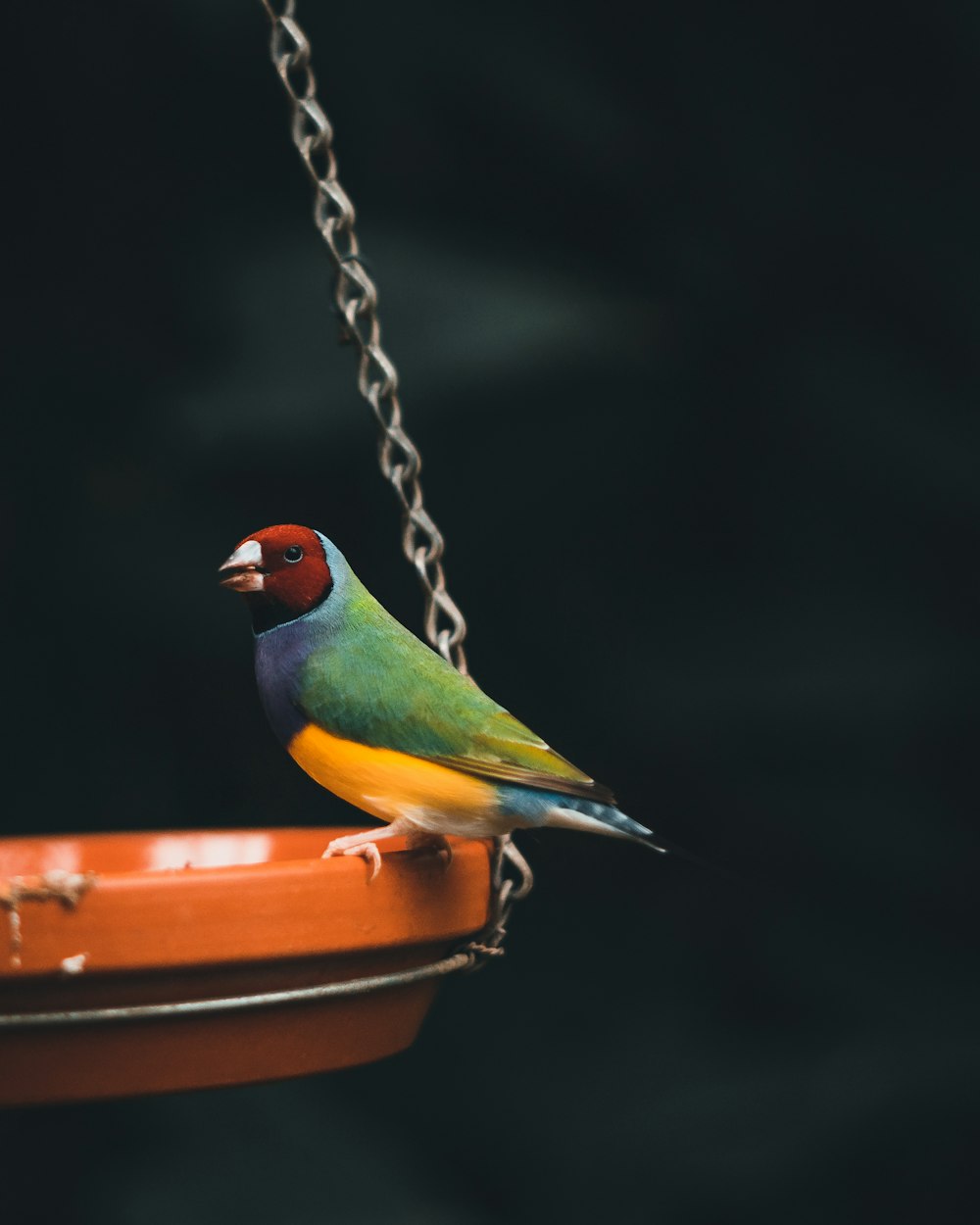 green yellow and orange bird on brown metal chain