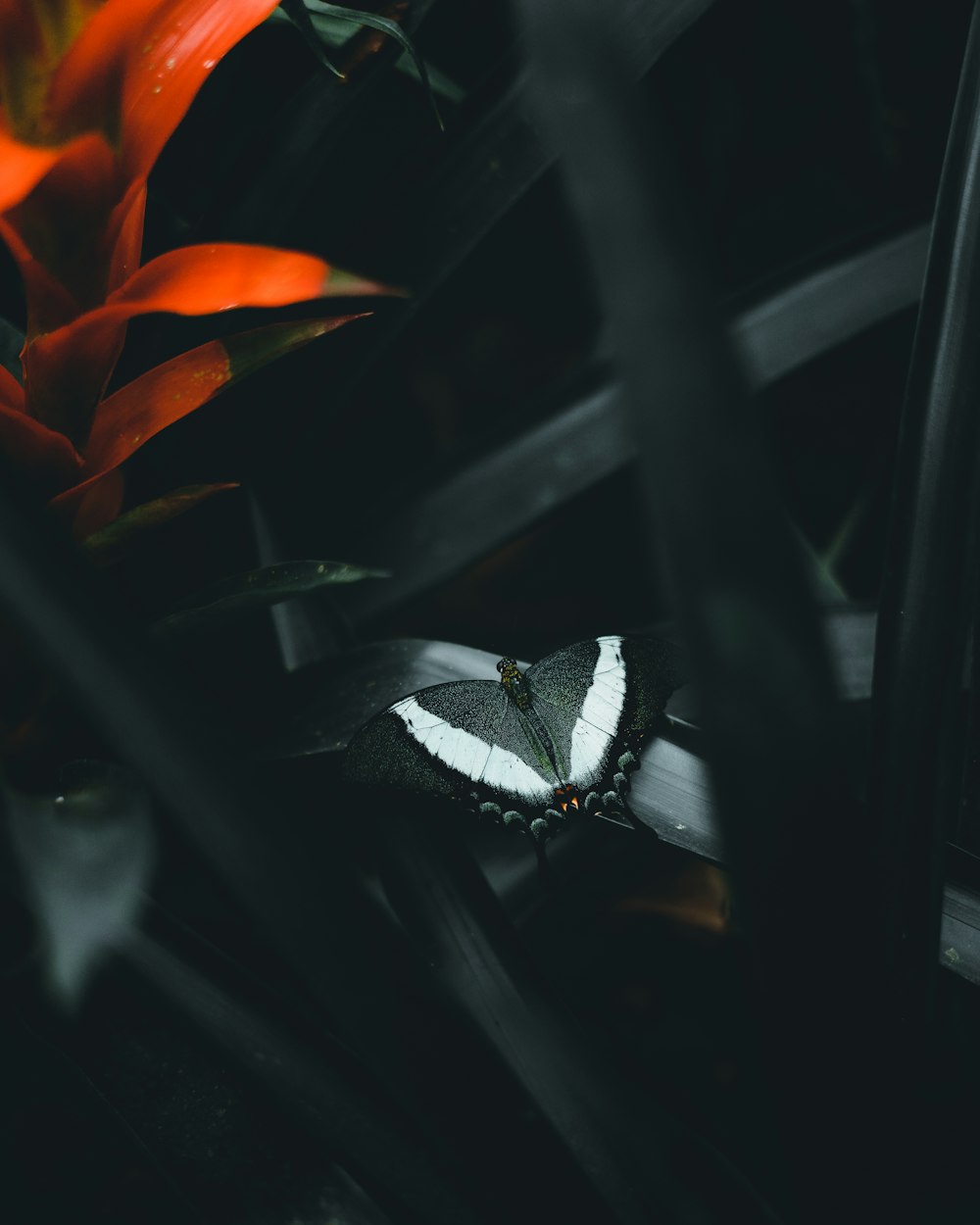 white and black butterfly perched on red flower