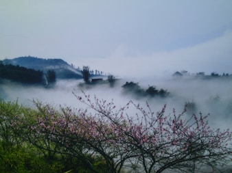 green trees near body of water during daytime