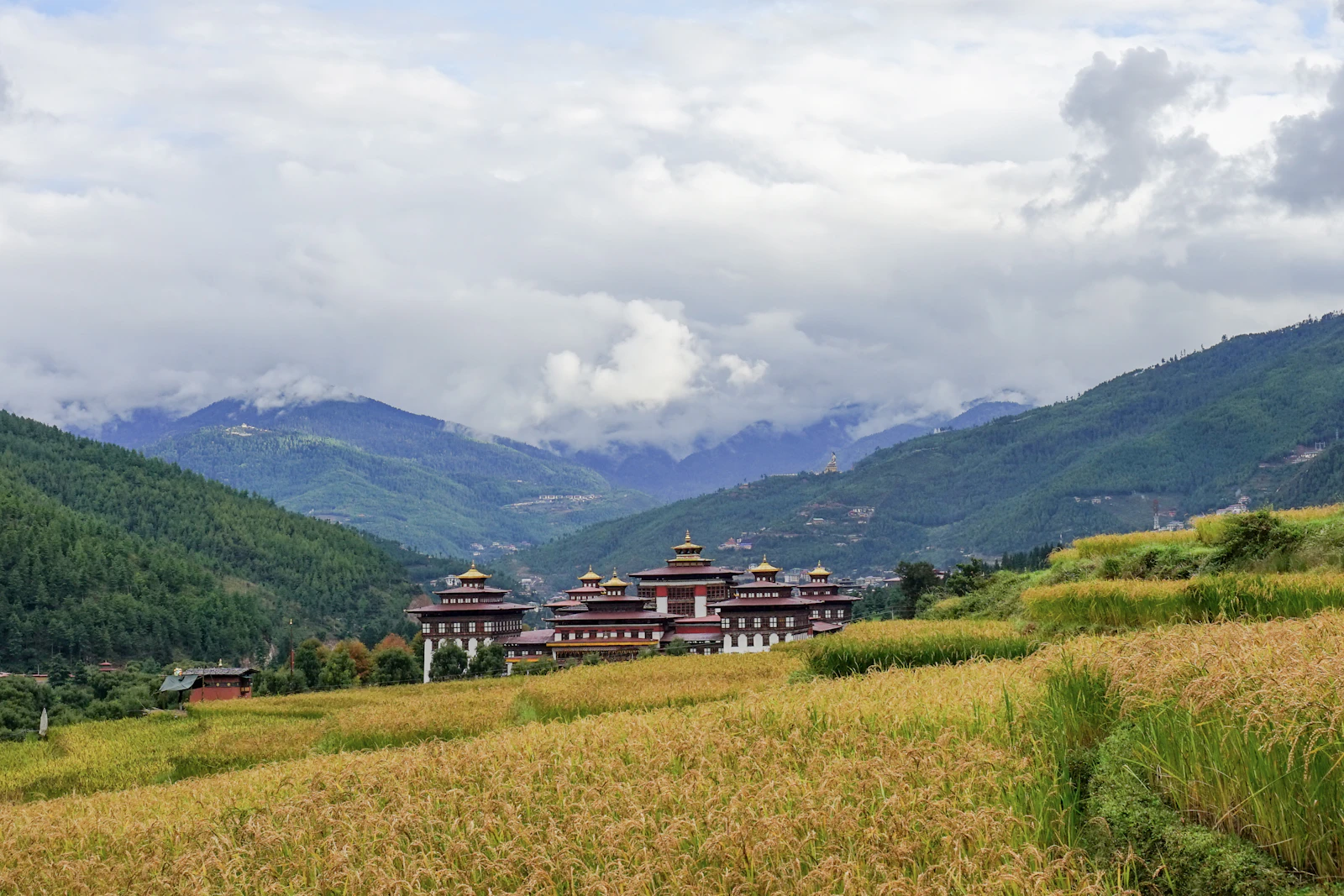 Tashichho Dzong in Thimphu seen across ripening paddy fields, cloud hanging low over the forested ridges behind