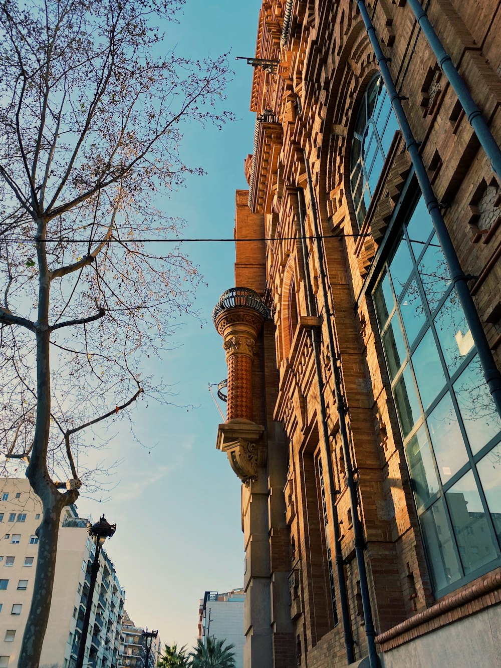 brown bare tree near brown concrete building during daytime