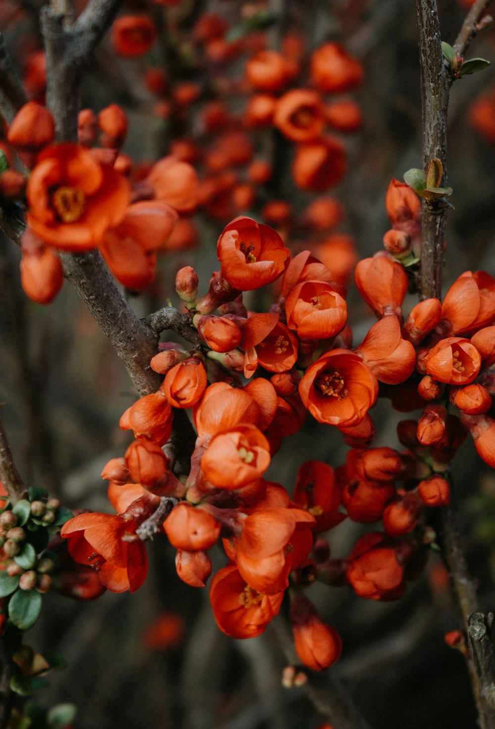 flores rojas en la rama marrón de un árbol