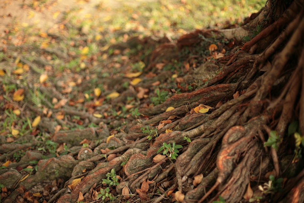 brown dried leaves on ground during daytime