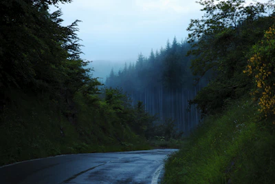 A winding mountain trail disappearing into a misty forest under soft dawn light.