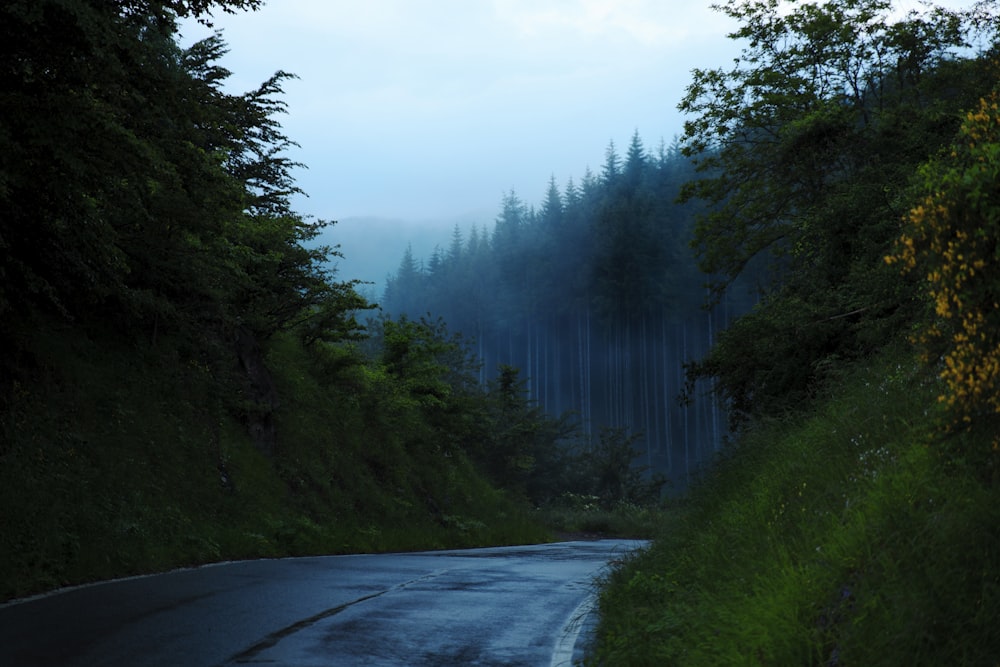 gray asphalt road between green trees during daytime