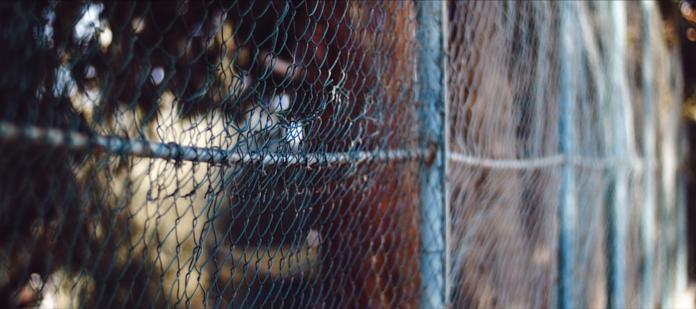 brown tabby cat on brown wooden fence