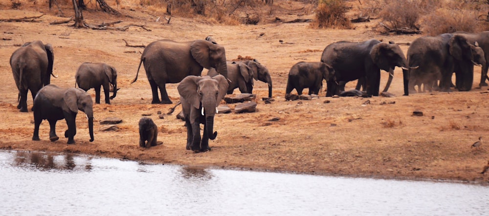 group of elephants on brown field during daytime