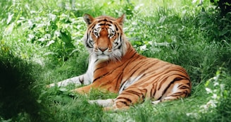 brown and black tiger lying on green grass during daytime