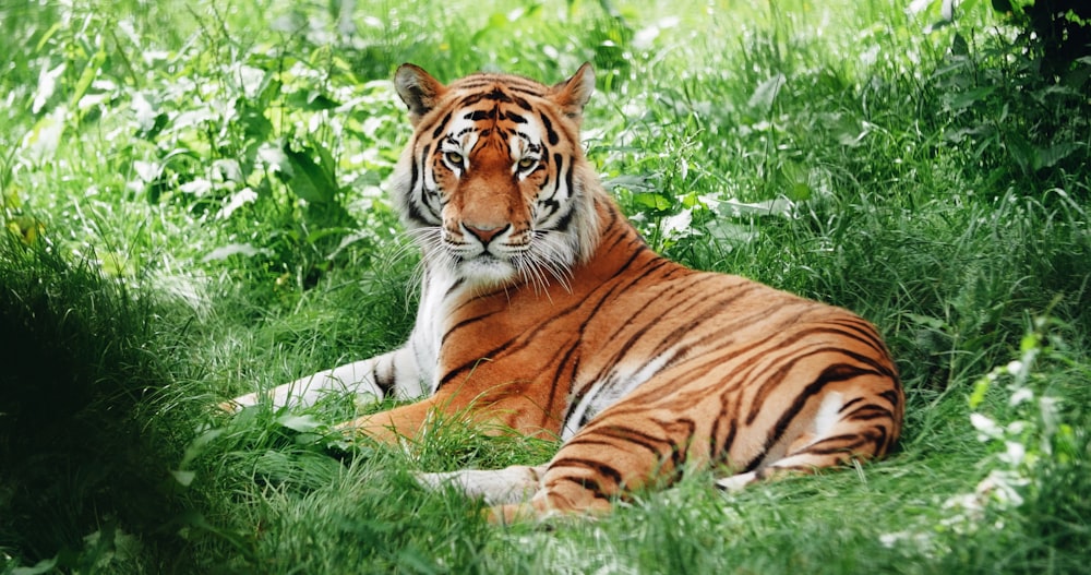 brown and black tiger lying on green grass during daytime