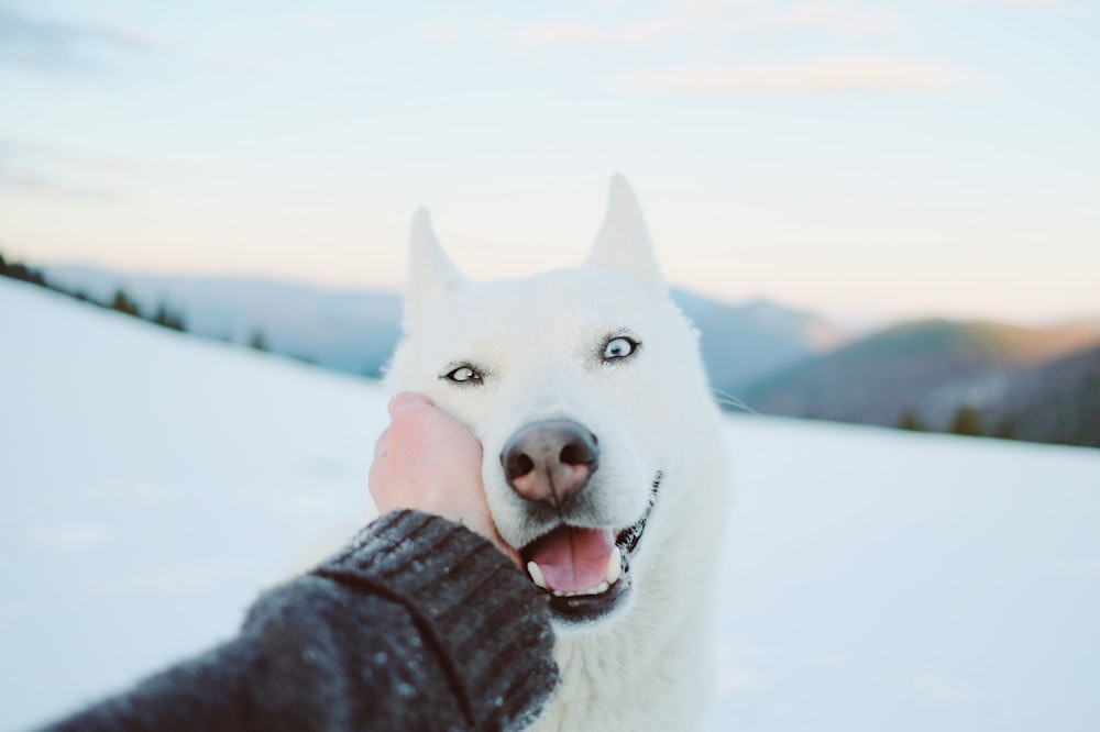 white siberian husky on snow covered ground during daytime