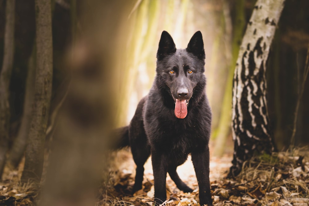 black short coated dog standing on brown soil during daytime