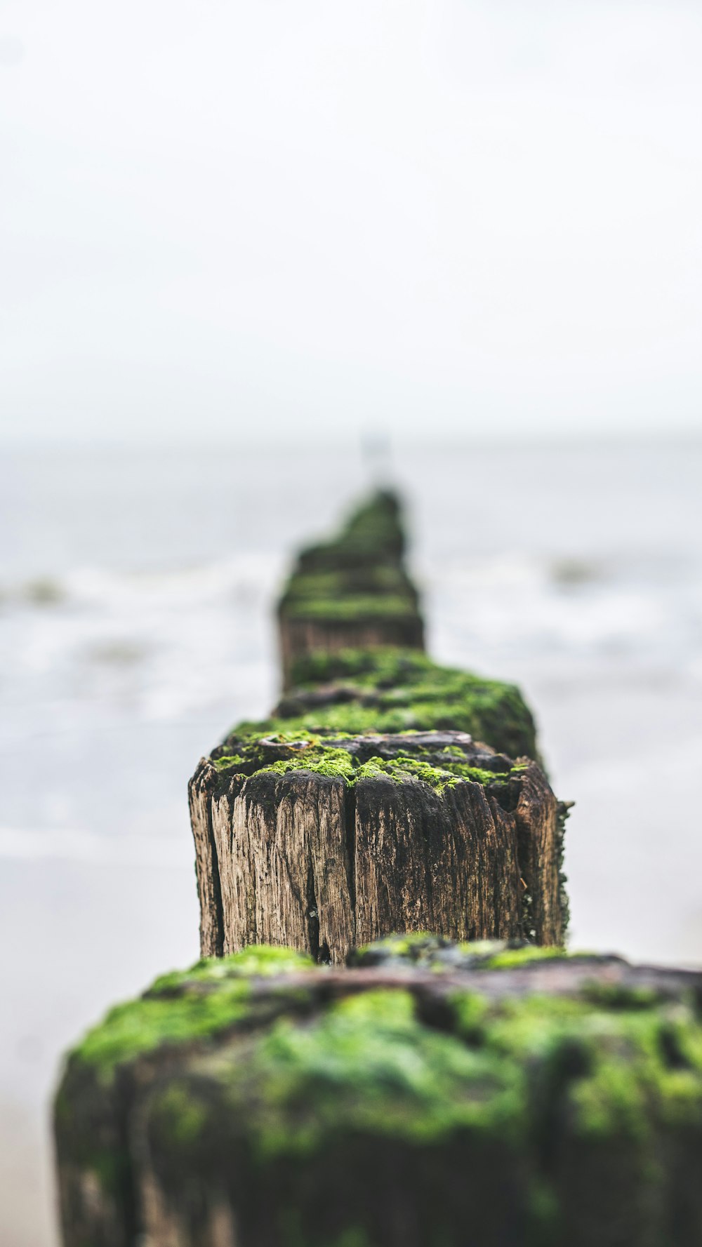 green and brown wooden log