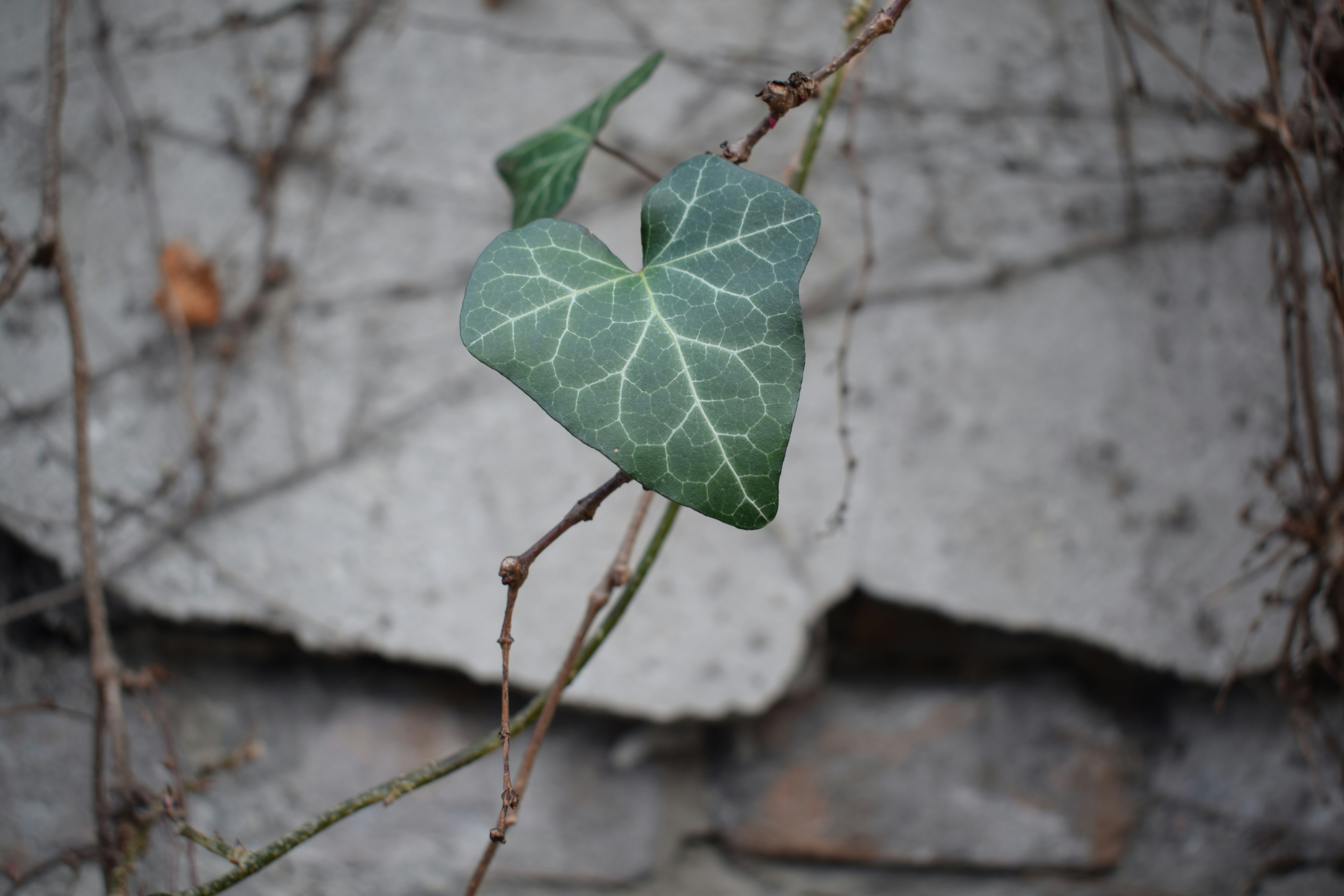 Photo by simplicity
