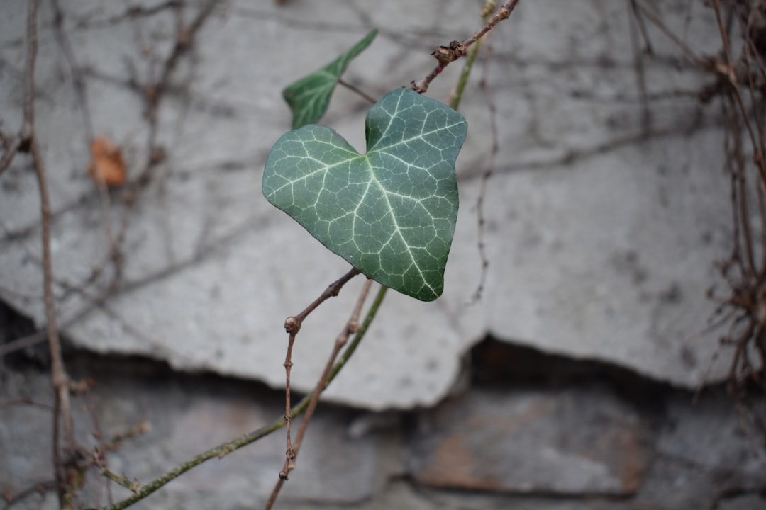 green leaf on brown stem
